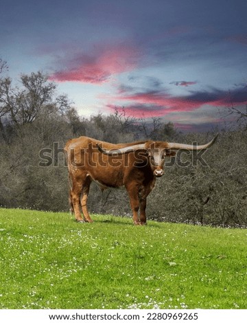 Longhorn Bull standing on a green grass hill during a sunset