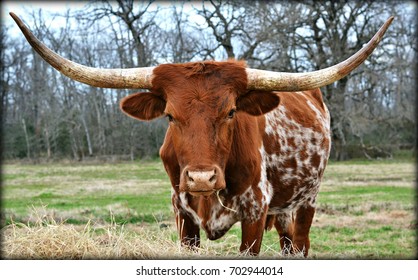 Longhorn Cattle