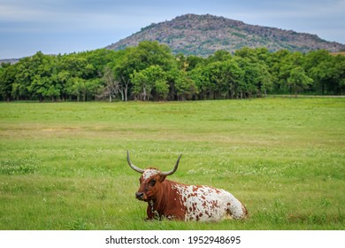 Longhorn cattle (Bos taurus) in Oklahoma's Wichita Mountains National Wildlife Refuge - Shutterstock ID 1952948695