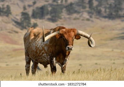 Longhorn Cattle Bull, Fort Robinson State Park, Nebraska