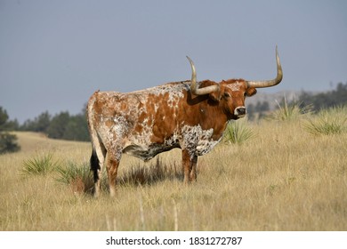 Longhorn Cattle Bull, Fort Robinson State Park, Nebraska