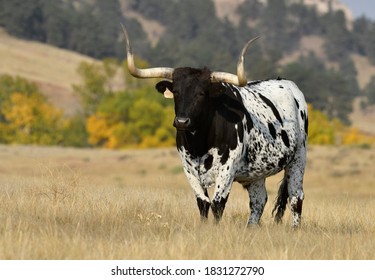 Longhorn Cattle Bull, Fort Robinson State Park, Nebraska