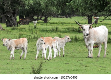 Longhorn Cattle With Calf