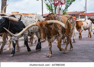 Longhorn Cattle Drive at the stockyards of Fort Worth, Texas