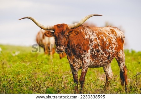 Longhorn Cattle grazing in the field