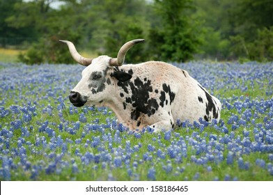 Longhorn Cattle Laying In Bluebonnets