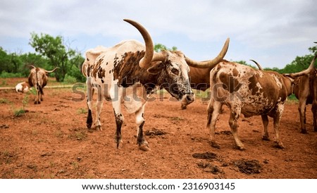 Longhorn cattle roaming the ranch