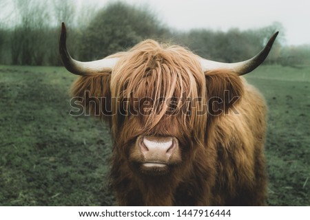 Longhorn cow from denmark eating grass
