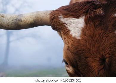 Longhorn Cow Head Detail With Hair And Horn Close Up.