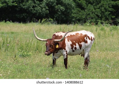 A Longhorn Cow In A Pasture In South Central Oklahoma