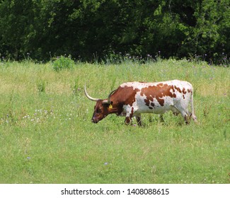 A Longhorn Cow In A Pasture In South Central Oklahoma