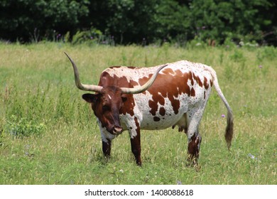 A Longhorn Cow In A Pasture In South Central Oklahoma