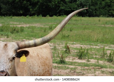 A Longhorn Cow In A Pasture In South Central Oklahoma