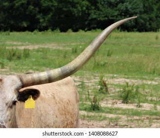 A Longhorn Cow In A Pasture In South Central Oklahoma