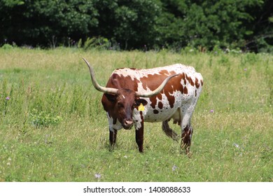 A Longhorn Cow In A Pasture In South Central Oklahoma