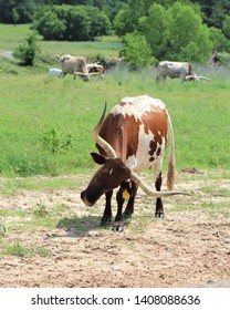 A Longhorn Cow In A Pasture In South Central Oklahoma