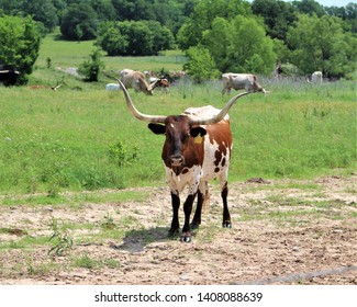 A Longhorn Cow In A Pasture In South Central Oklahoma