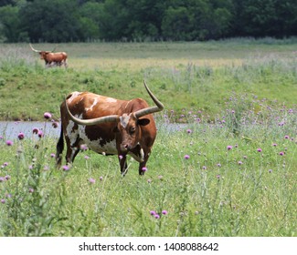 A Longhorn Cow In A Pasture In South Central Oklahoma