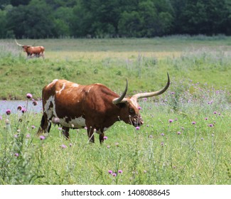 A Longhorn Cow In A Pasture In South Central Oklahoma