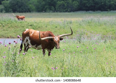 A Longhorn Cow In A Pasture In South Central Oklahoma