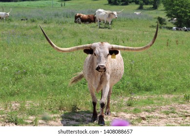 A Longhorn Cow In A Pasture In South Central Oklahoma