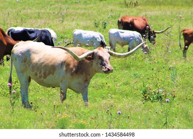 A Longhorn Cow In A Pasture In South Central Oklahoma