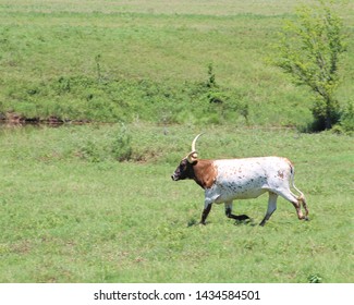 A Longhorn Cow In A Pasture In South Central Oklahoma