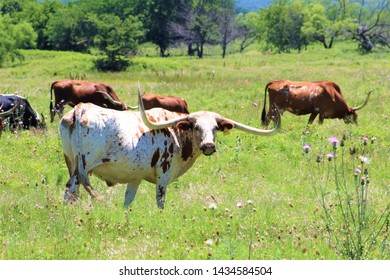 A Longhorn Cow In A Pasture In South Central Oklahoma