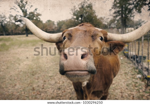 Longhorn Cow Shows Nose Closeup Friendly Stock Photo Edit Now 1030296250