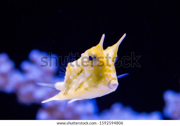 The longhorn cowfish (Lactoria cornuta), is a\
species of boxfish from the family Ostraciidae, recognizable by its\
long horns that protrude from the front of its head rather like\
those of a cow or bull