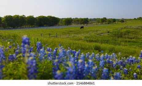 Longhorn In A Field Of Bluebonnets In Texas