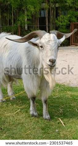 Longhorn goat on a green grass in a farm