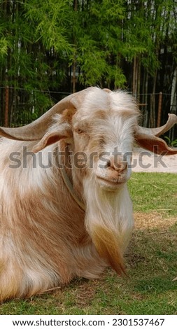 Longhorn goat on a green grass in a farm