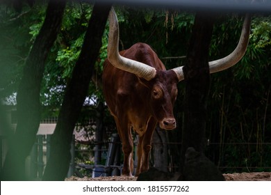 Longhorn Photos Take At Houston Zoo