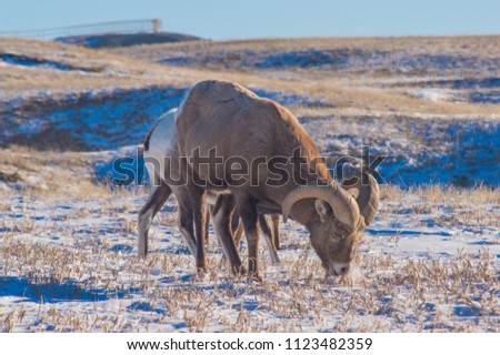 Longhorn Ram at Badlands National Park