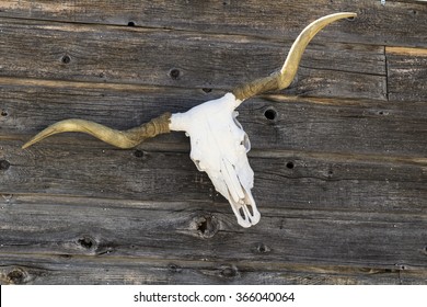 Longhorn Skull On A Fence