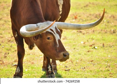 Longhorn Steer In East Texas