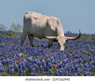 Longhorn Steer Feeding In The Bluebonnets. 