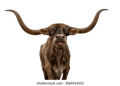 Longhorn Steer Isolated On White Background