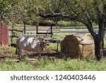 a longhorn steer next to a bale of hay