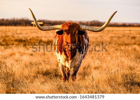 A longhorn steer posing for the camera 