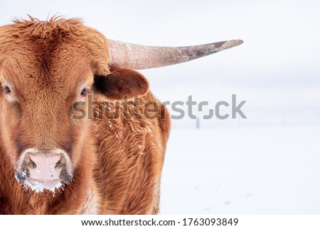 longhorn steer in the snow