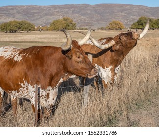 Longhorn Steers On A Ranch Near Heber Utah