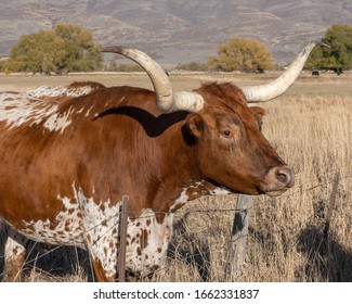 Longhorn Steers On A Ranch Near Heber Utah