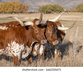 Longhorn Steers On A Ranch Near Heber Utah