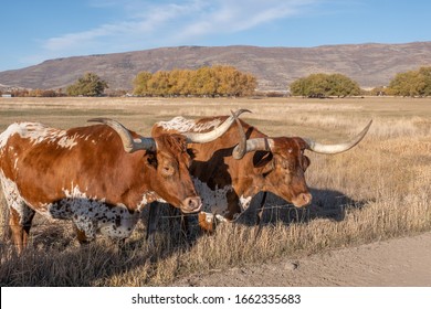 Longhorn Steers On A Ranch Near Heber Utah