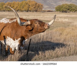 Longhorn Steers On A Ranch Near Heber Utah