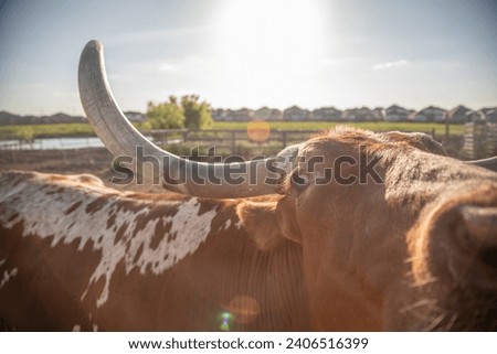 Longhorn Texas Cattle on Ranch