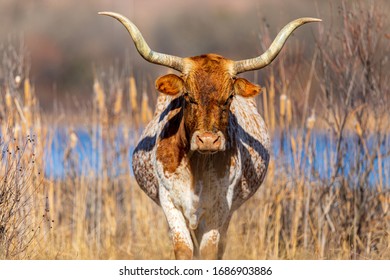 Longhorn Wichita Mountains Oklahoma Reserve