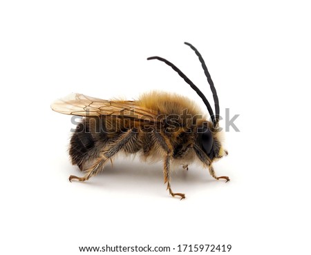 Long-horned bee , Eucera sp. isolated on white background